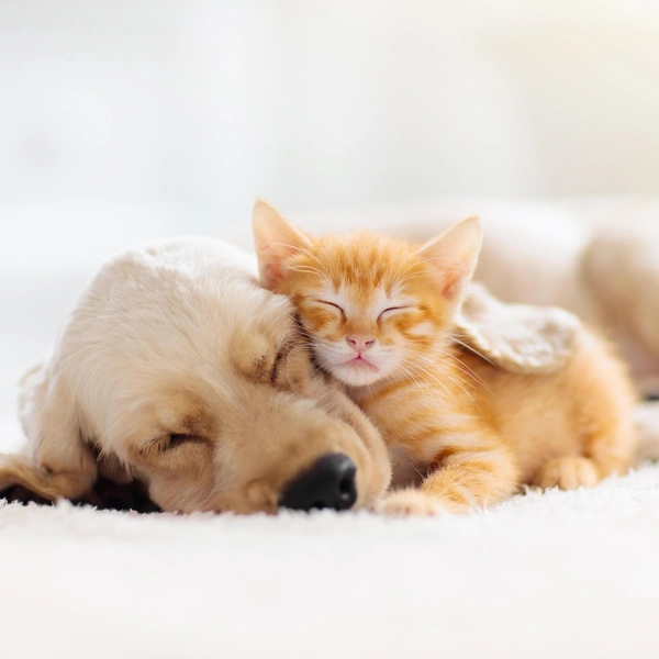 Источник: Shutterstock/Fotodom.ru