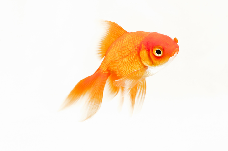 золотая рыбка аквариумная