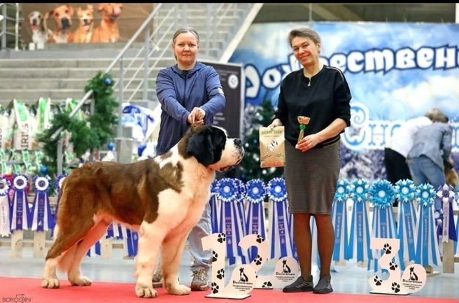 Всем собакам нужна хотя бы минимальная база дрессировки, уверена кинолог | Источник: предоставлено Анной Басаргиной