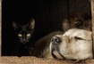 Мини-тест: Черный кот или золотистый ретривер — какая у вас энергетика?
