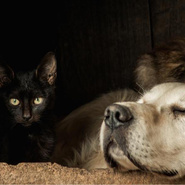 Мини-тест: Черный кот или золотистый ретривер — какая у вас энергетика?