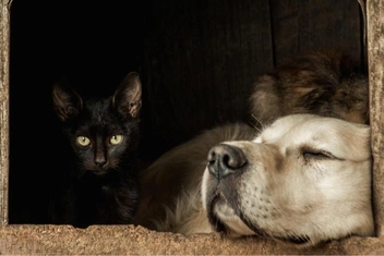 Мини-тест: Черный кот или золотистый ретривер — какая у вас энергетика?