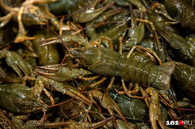 Источник: Евгений Вдовин / 161.RU