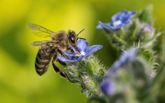Здоровье из улья: как живут и в чем нам помогают медоносные пчелы