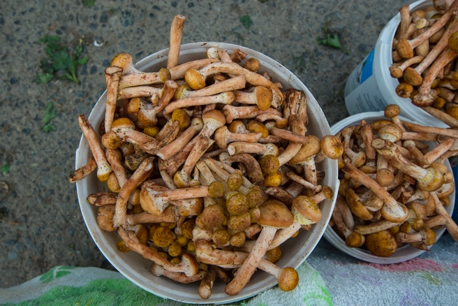 Рассказываем о грибных местах | Источник: Артём Устюжанин / E1.RU