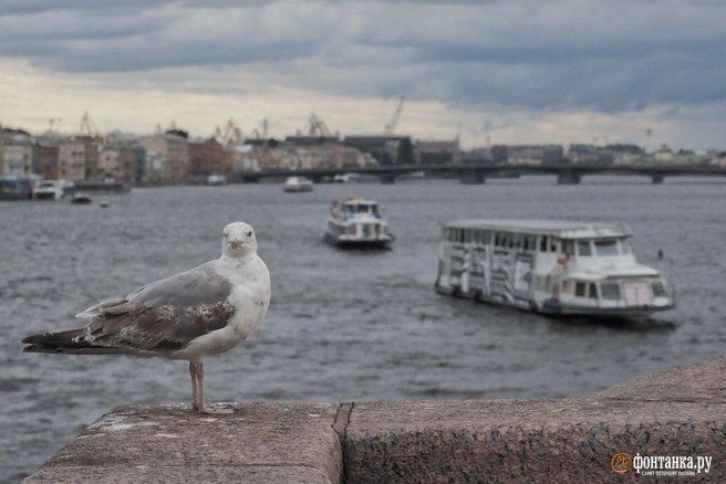 Петербург — на краю разрушающегося антициклона | Источник: Михаил Огнев / «Фонтанка.ру»