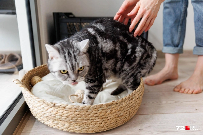 Общаясь с героями наших материалов, часто знакомимся и с их питомцами. Здесь мы освещали тему некачественного строительства в малоэтажном ЖК на Лесобазе | Источник: Ирина Шарова / 72.RU