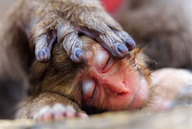 Источник: Alain Mafart Renodier / European Wildlife Photographer of the Year