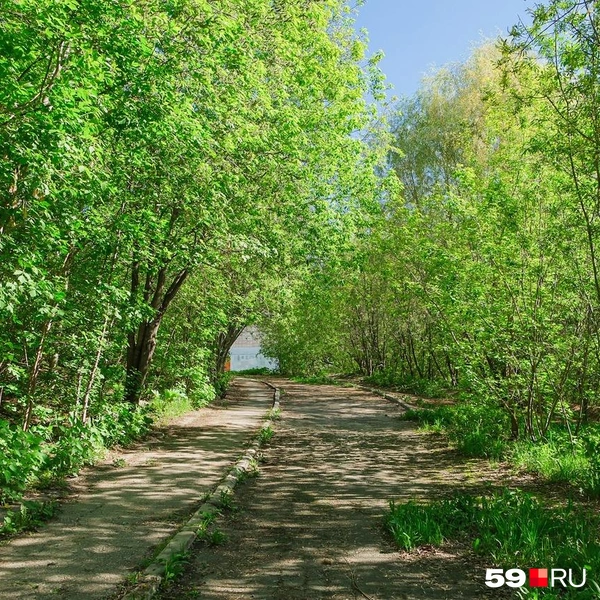 Дорога от дома ведет в лог | Источник: Тимофей Калмаков / 59.RU