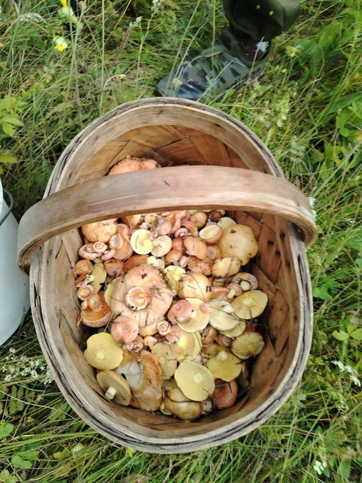 Главное — правильное место найти и лукошко — не предел | Источник: читатель NGS24.RU 