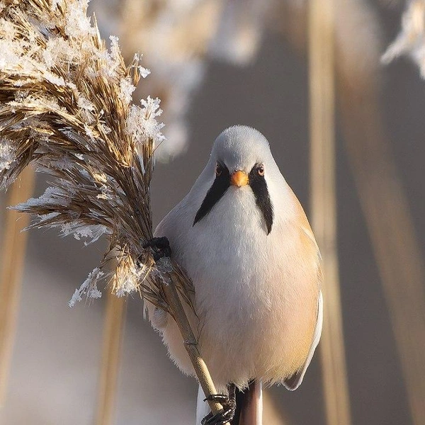 Источник: Павел Глазков / Каждой твари по паре 