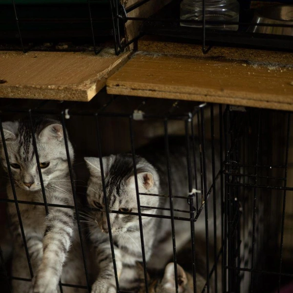 Источник: Елена Гасанова