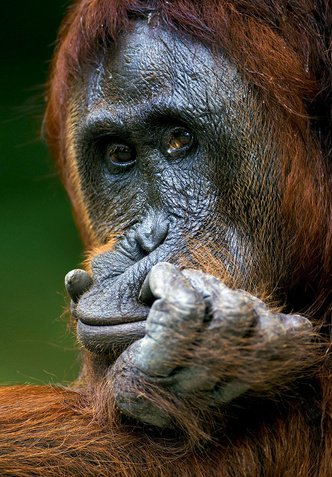 Лишь бы не работать: как живется орангутанам в лесах острова Калимантан
