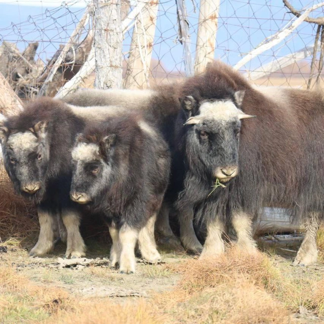 Овцебыки после карантина | Источник: Плейстоценовый парк / t.me