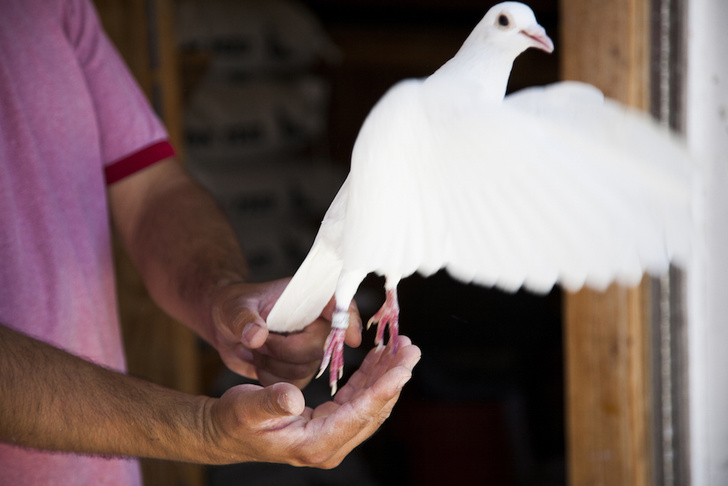 Птица-навигатор: 7 историй о голубиной почте