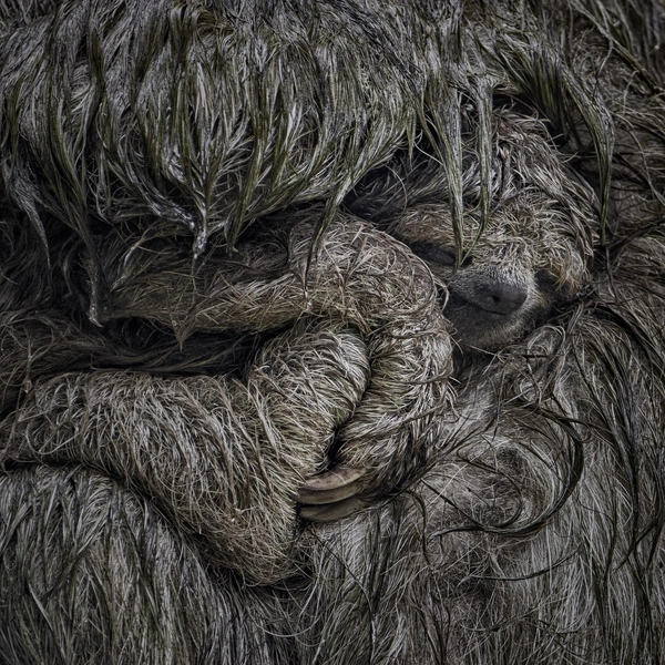 Финалист в номинации «Млекопитающие» | Источник: Dvir Barkay / Nature Photographer of the Year 2025