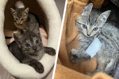 Perm shelter fights for abandoned kittens