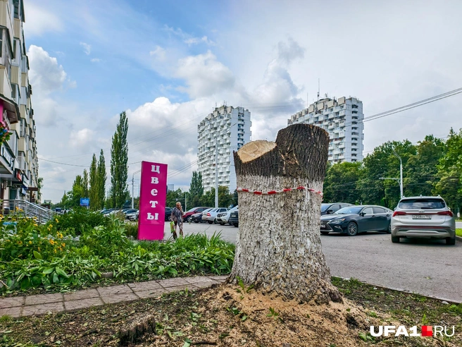 Могучий пень | Источник: Булат Салихов / UFA1.RU