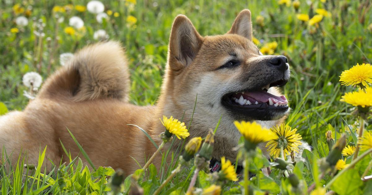 Порода собак сиба-ину: история, характер, особенности ухода | Вокруг Света