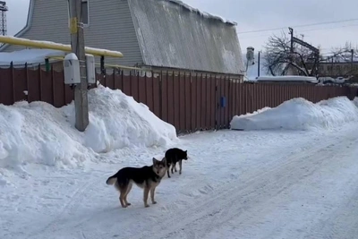 Напавших на женщину с ребенком собак из Зеленодольска оставят в приюте
