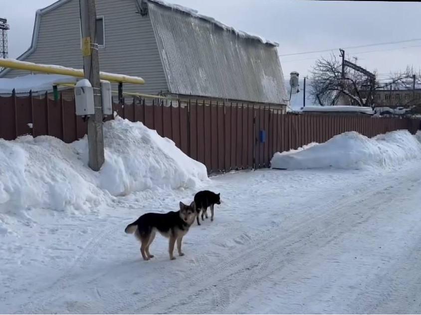 Собак, напавших на жительницу с дочкой в Зеленодольске, не вернут хозяевам