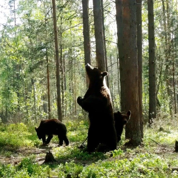 Источник: Павел Глазков/Каждой твари по паре