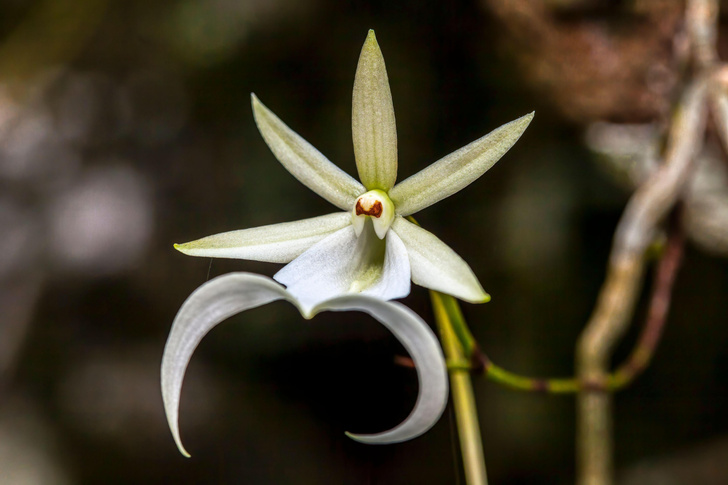 Призрачная орхидея