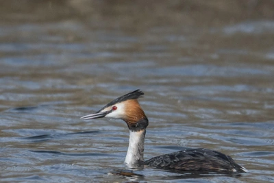 Красноглазая чомга попала в объектив под Волгоградом