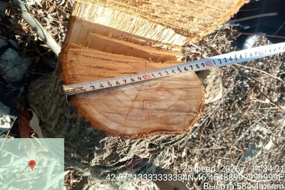 В Ботлихском районе выявили незаконную вырубку деревьев