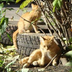 ЕДДС Новокузнецка опубликовала прогноз на 5–7 августа 2025 года | Источник: www.city-n.ru