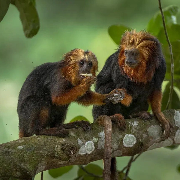 Источник: Wildlife Photographer of the Year