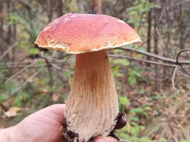 Привет из Уйского района | Источник: Галина Кунгурова / Грибы Челябинской области