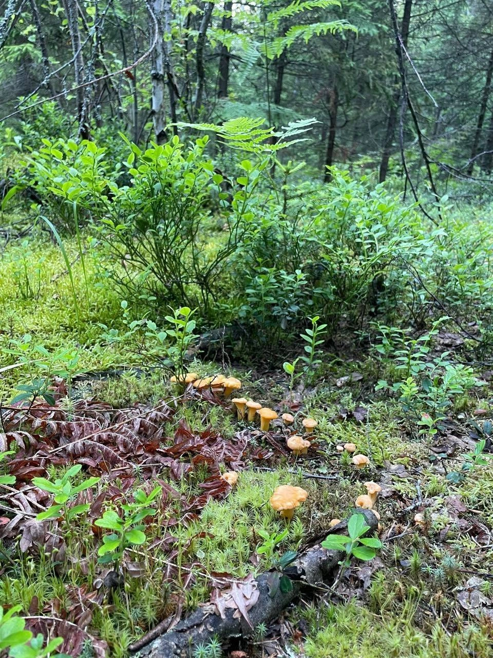 Какая картина! | Источник: Юрий Родиновский, Грибы Ярославской области 2025 / Vk.com