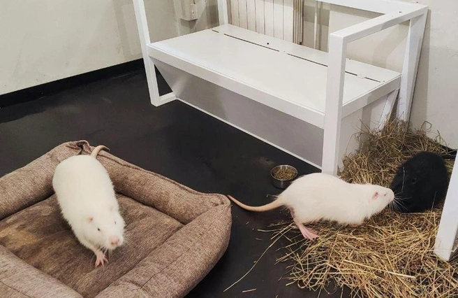 Россельхознадзор не выдал лицензию антикафе в Петербурге. «Бар Капибар» пока закрыт  | Источник: Северо-Западное межрегиональное управление Федеральной службы по ветеринарному и фитосанитарному надзору