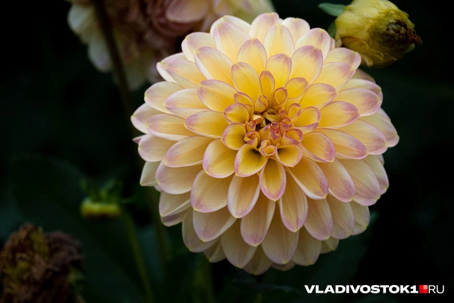 Источник: Елена Буйвол / VLADIVOSTOK1.RU