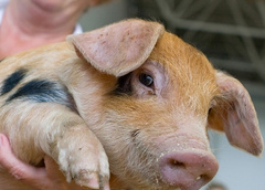 Символ года: почему Джордж Клуни и Стас Пьеха завели домашних свиней