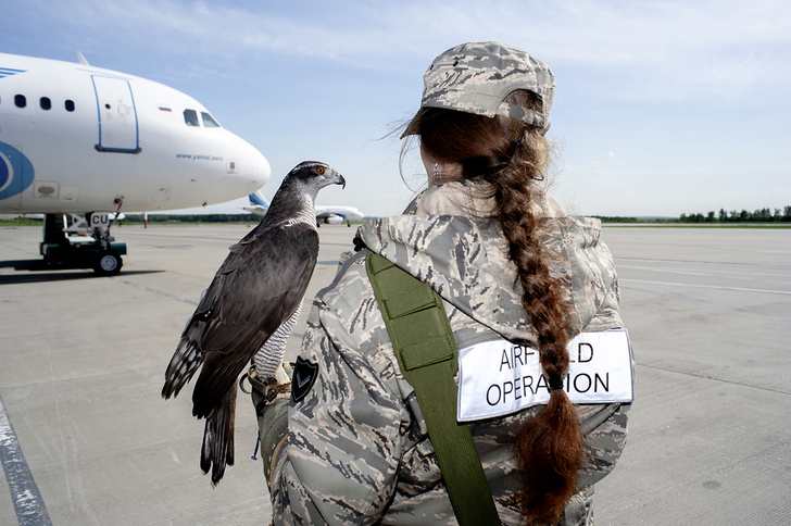 Авиационные орнитологи: ястреб спасает самолеты
