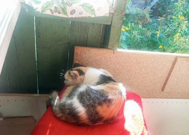 Питомца не бросили в СНТ и привезли в город, чтобы найти новый дом | Источник: «Наследие Бастет» / «ВКонтакте»