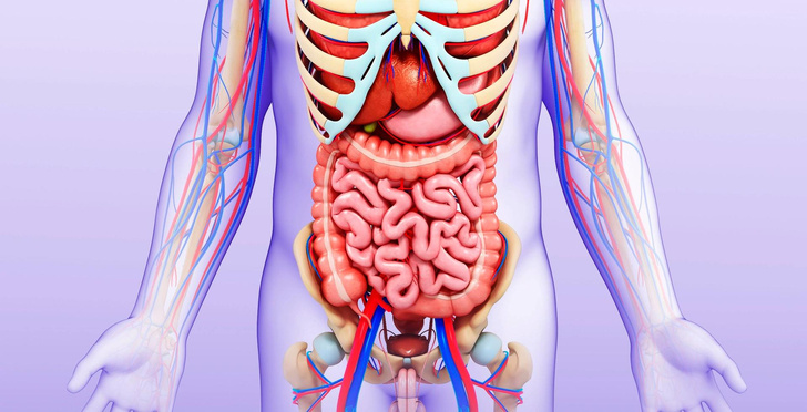 Есть ли промежутки между органами в брюшной полости?