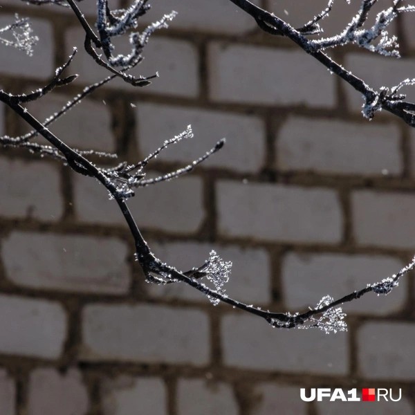 В деталях: морозец | Источник: Булат Салихов / UFA1.RU