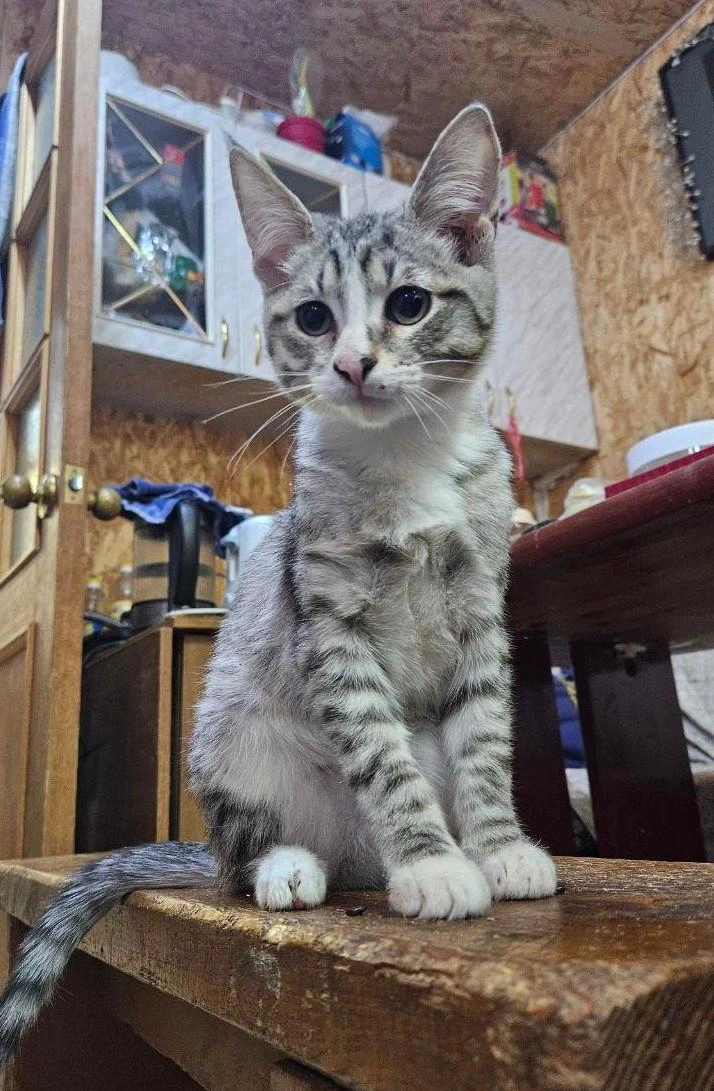 У котенка красивый окрас. Если вы возьмете его к себе — он станет вам настоящим другом! | Источник: предоставлено волонтерами