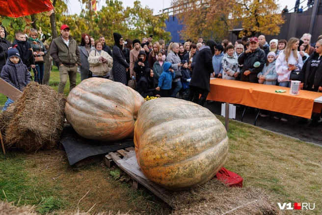 Чтобы доставить два увесистых плода, потребовался грузовик с манипулятором | Источник: Алексей Волхонский / V1.RU
