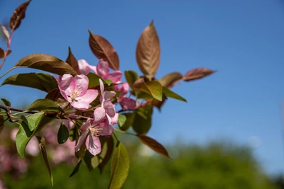 Россельхознадзор заблокировал продажу нелегальных саженцев