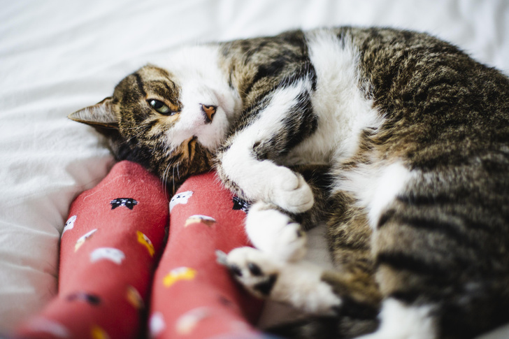 5 причин, почему брать кошку или собаку в постель — плохая и опасная идея