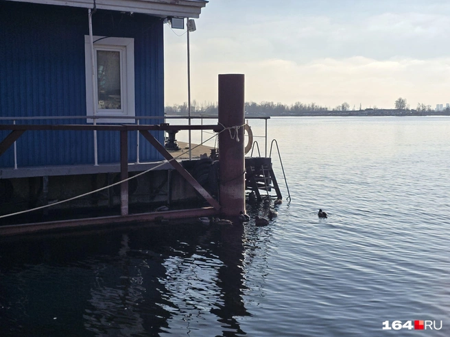 Утки не боятся спасателей | Источник: Семен Коротов-Майбах / 164.RU