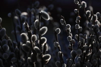 Верба и куличи к Пасхе: цены в Омске