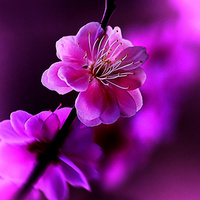 Аватарка Влада Ливицких