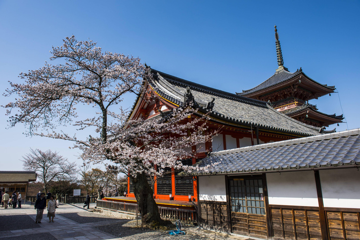 Каноны пробуждения: как встречают весну в Японии