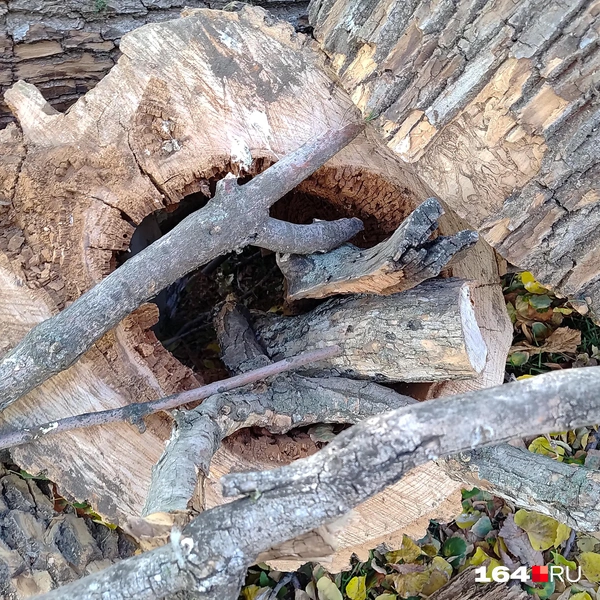 Источник: Сергей Гендин / 164.RU