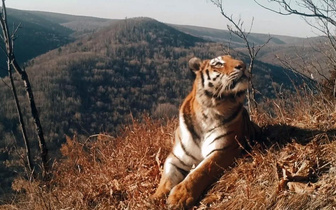 Тигр, который считал ворон: зоолог объяснил поведение хищника на видео